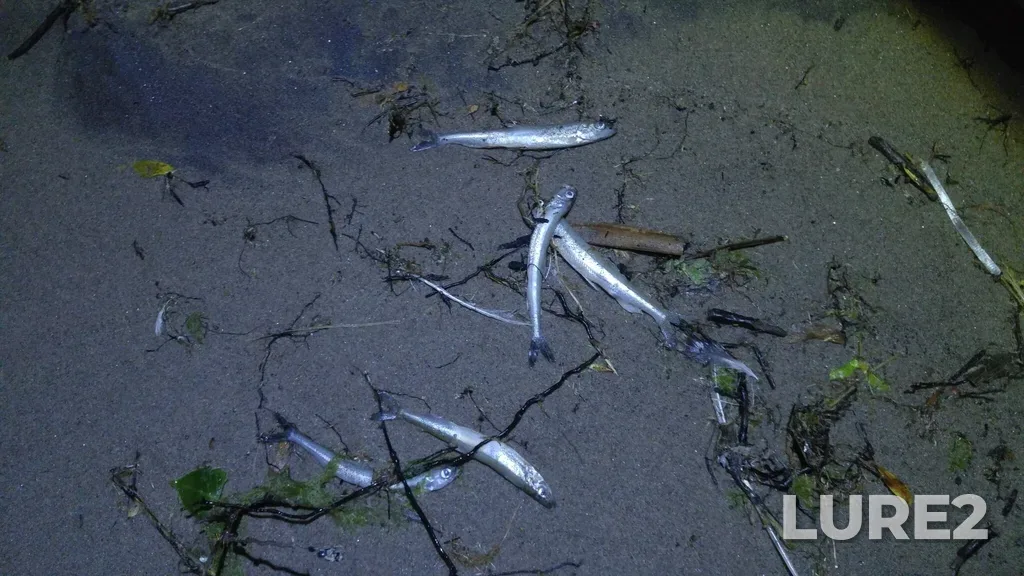 Rainbow smelt — Velocity Creek, May 26, 2021, 12:02 AM