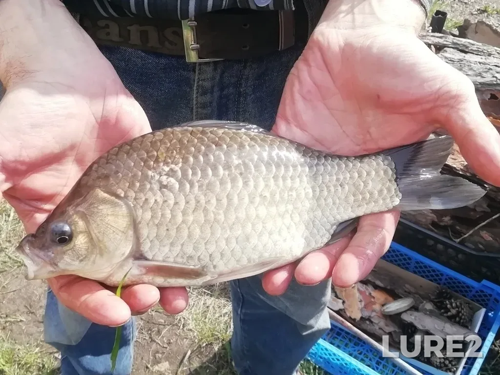 Crucian carp — Barnaulka, May 23, 2021, 9:47 AM
