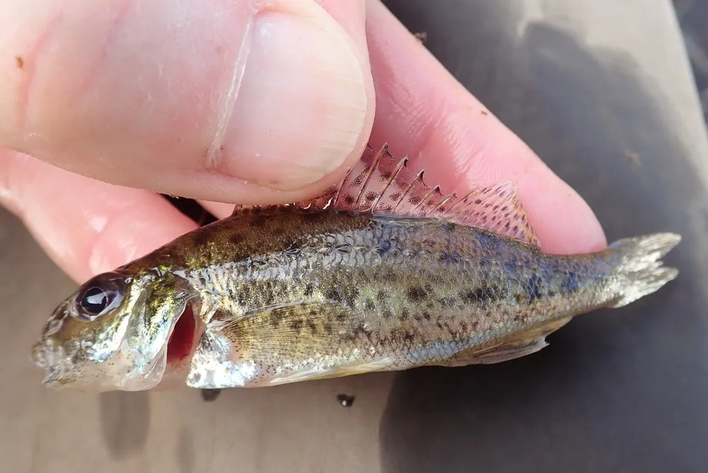 Ruffe — Kaministiquia River, May 31, 2021