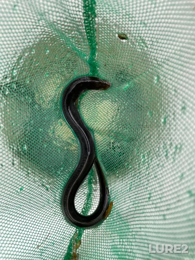 European eel — Clyburn Brook, May 27, 2021, 9:20 AM