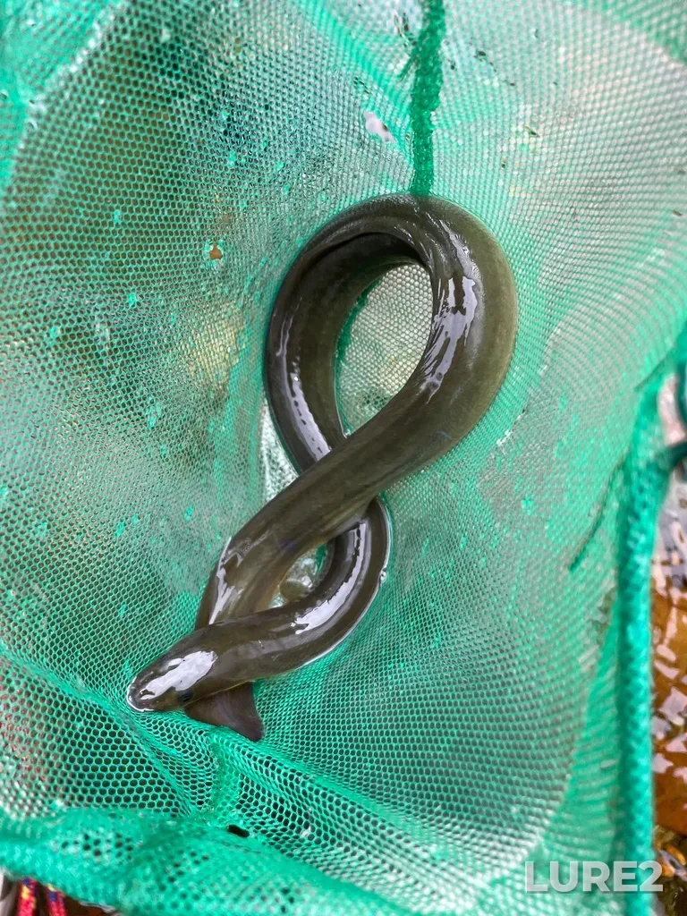 European eel — Clyburn Brook, May 27, 2021, 9:21 AM