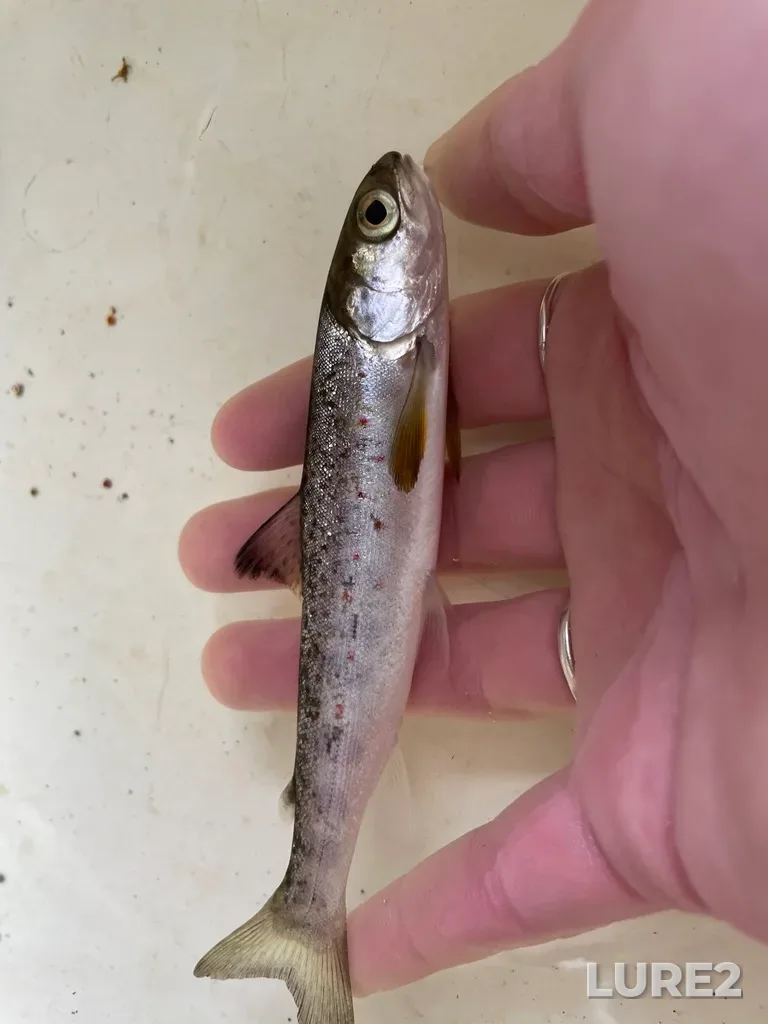 Atlantic salmon — Clyburn Brook, May 27, 2021, 9:44 AM