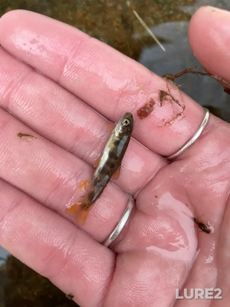 Brook trout — Clyburn Brook, May 27, 2021, 10:09 AM