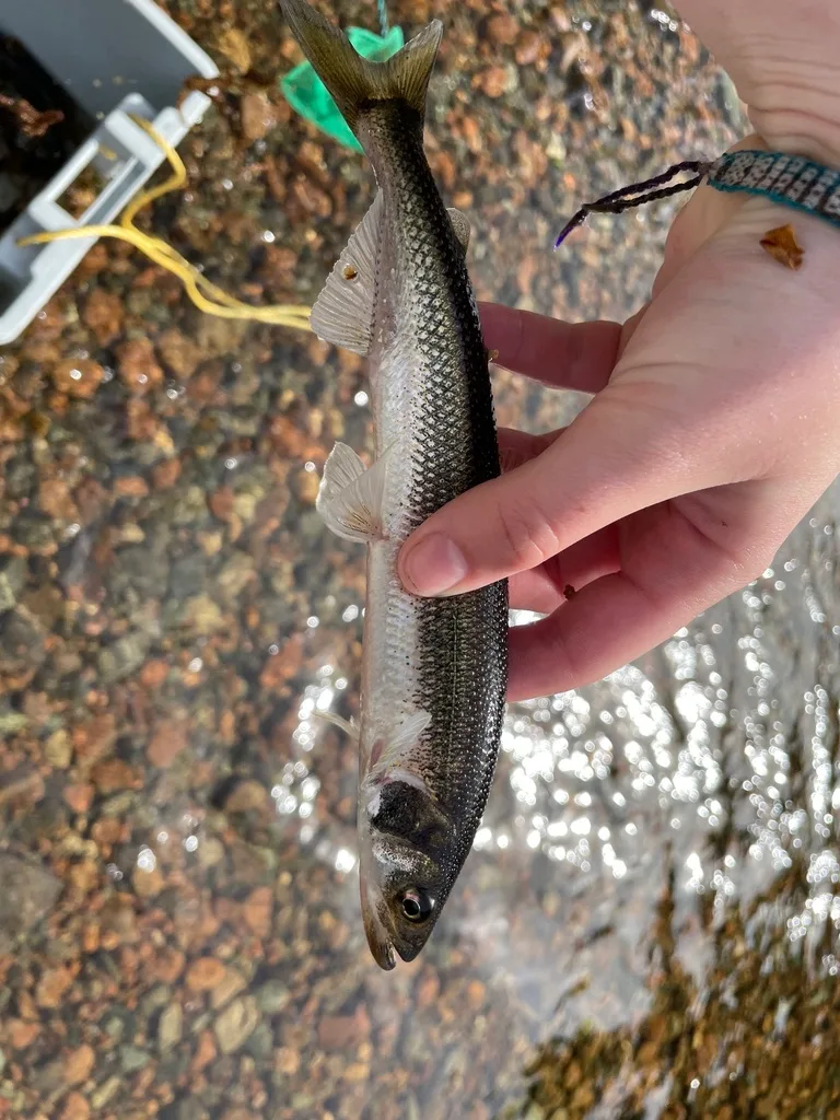 Rainbow smelt — North Bay Ingonish, May 29, 2021