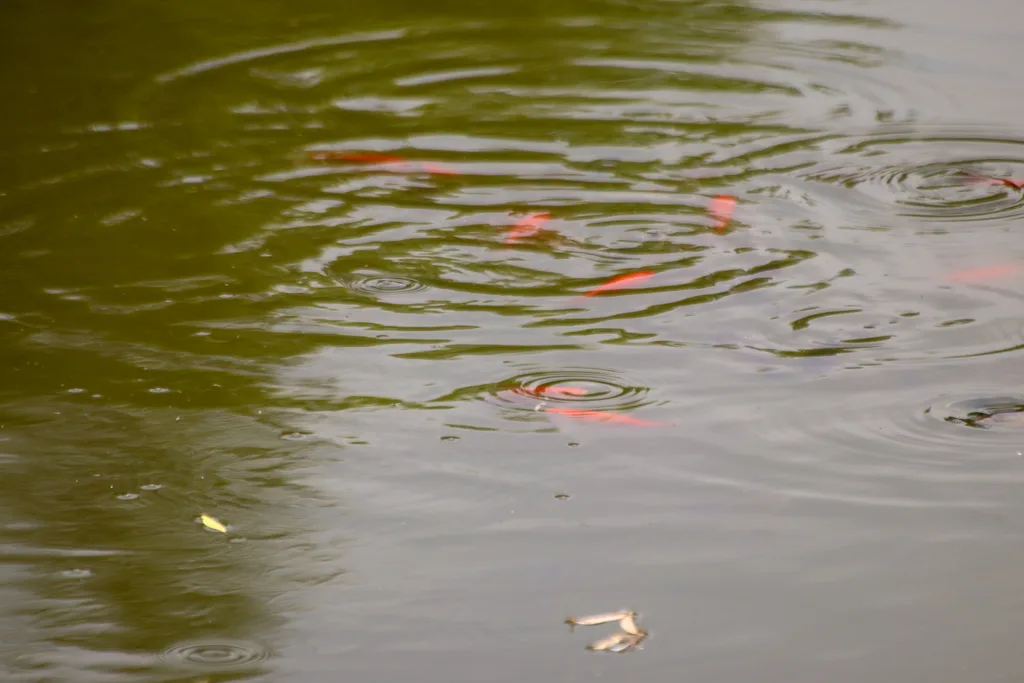 Crucian carp — East Humber River, Jun 2, 2021