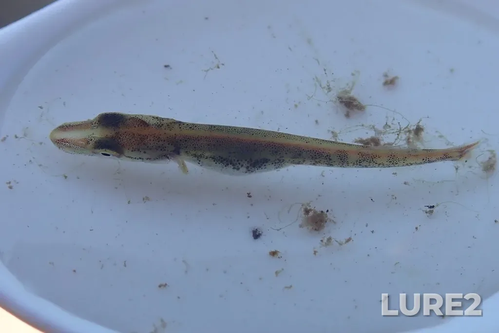 Pike — Kaministiquia River, Jun 02, 2021, 11:06 AM