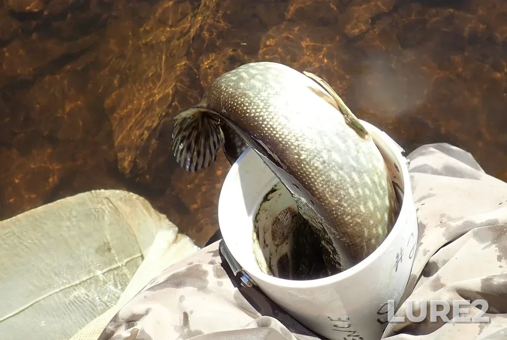 Pike — Kaministiquia River, Jun 04, 2021, 10:21 AM