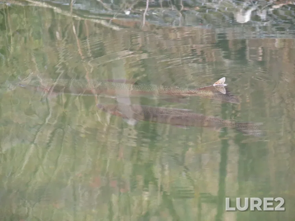 Rainbow trout — Credit River, Dec 02, 2013, 12:06 PM
