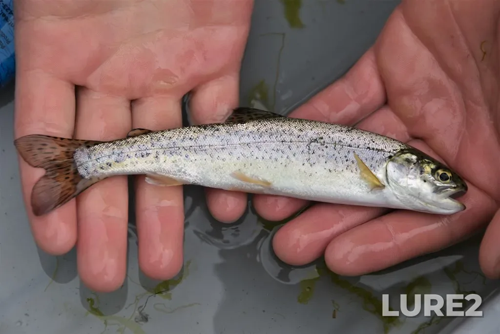 Rainbow trout — Chase River, Jun 04, 2021, 12:02 PM