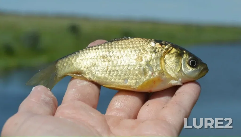 Crucian carp — ulitsa Gontarenko, Sol-Iletsk, Orenburgskaya oblast, RU, Jun 06, 2021, 10:53 AM