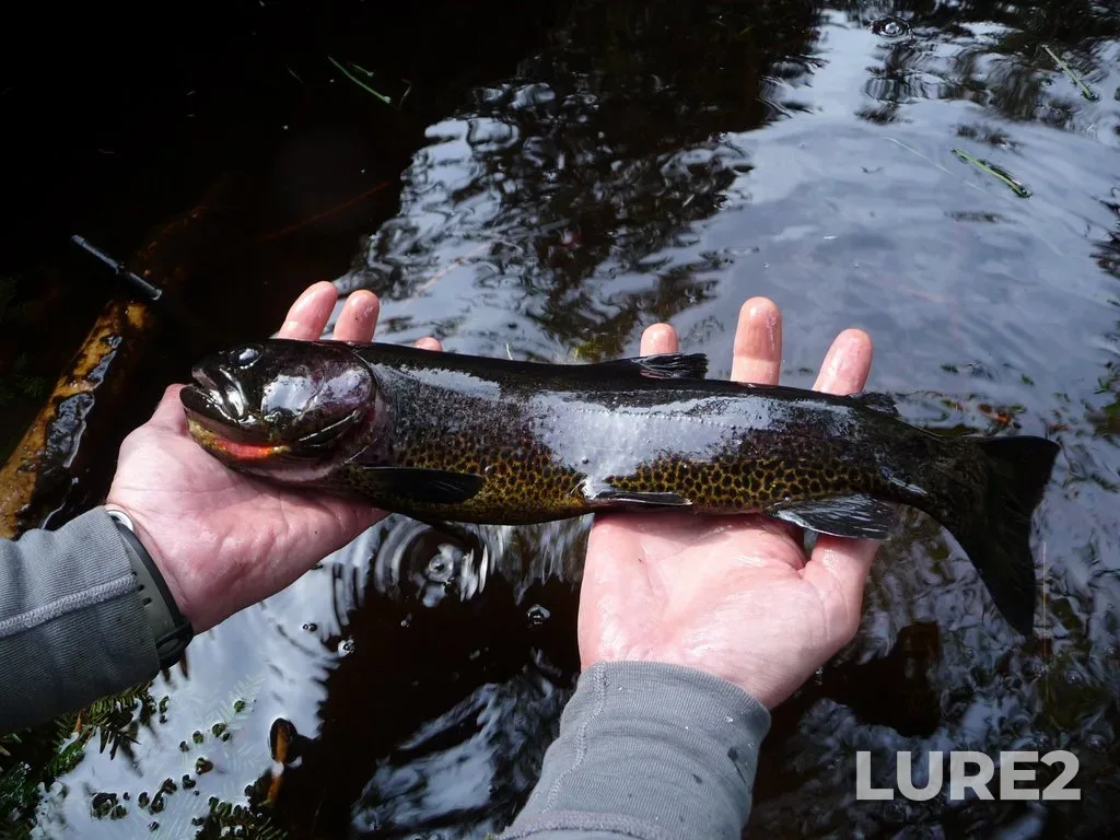 Cutthroat trout — Mayer Lake, May 17, 2010, 4:39 PM