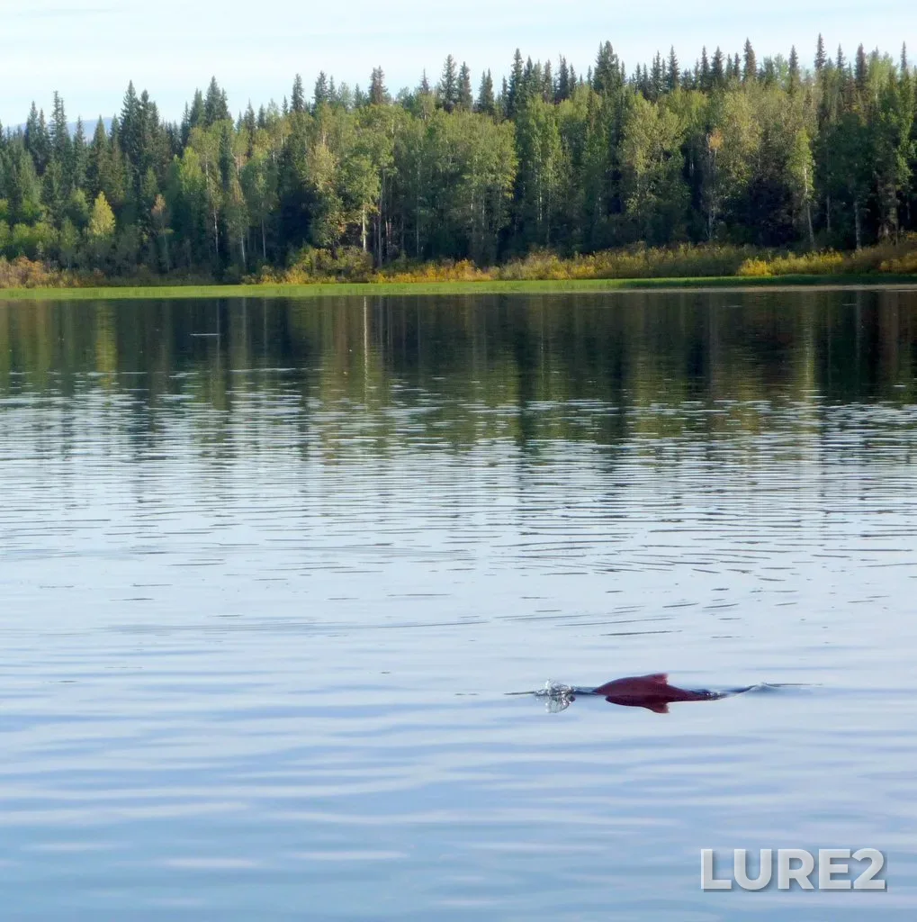 Sockeye salmon — Nilkitkwa Lake, Sep 12, 2011, 10:20 AM
