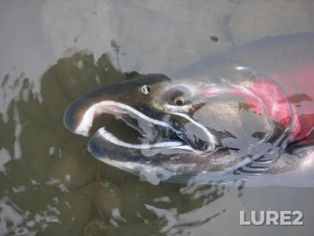 Coho salmon — Kispiox River, Oct 02, 2006, 3:51 PM