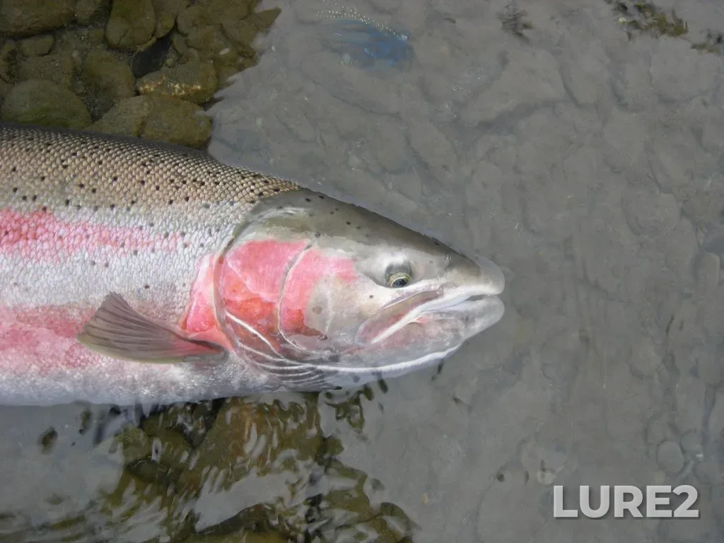 Rainbow trout — Kispiox River, Oct 13, 2006, 3:44 PM