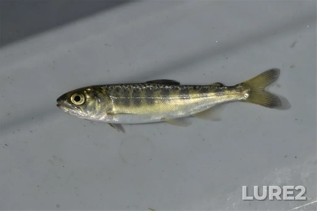 Chinook salmon — Chase River, Jun 04, 2021, 12:52 PM