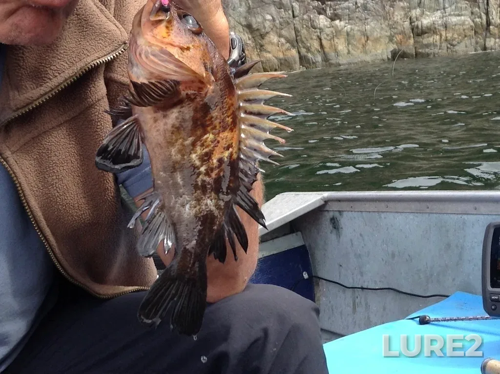 Rockfish — Strait of Georgia, Aug 06, 2016, 7:42 PM