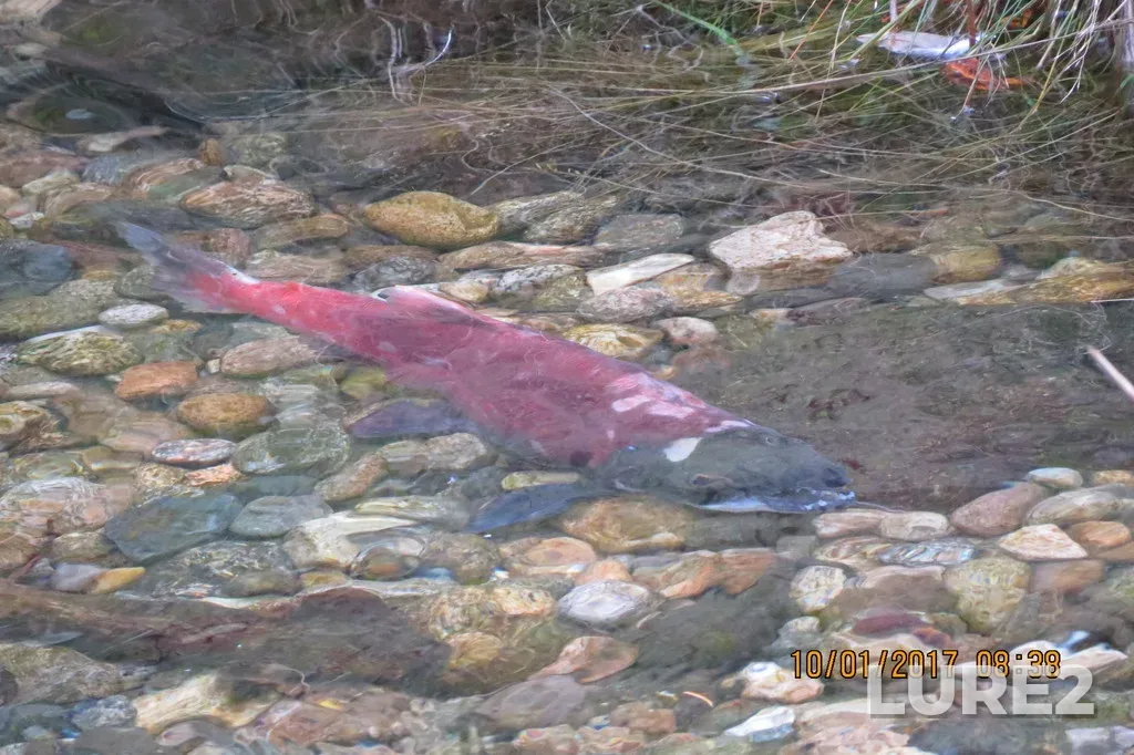 Sockeye salmon — Kokanee Creek, Oct 01, 2017, 8:38 AM