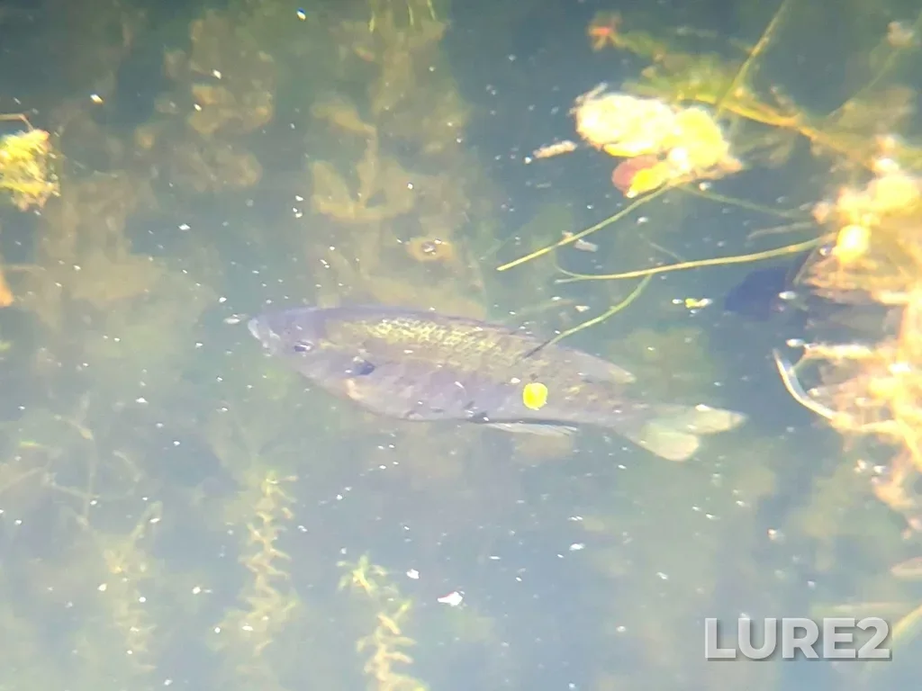 Bluegill — Saint Lawrence River, Jun 17, 2021, 3:36 PM