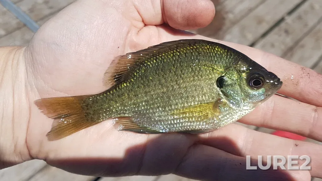 Bluegill — Balsam Lake, Jun 20, 2021, 1:07 PM