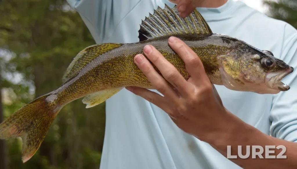 Walleye — Lac Roger, Jun 19, 2021, 4:47 PM