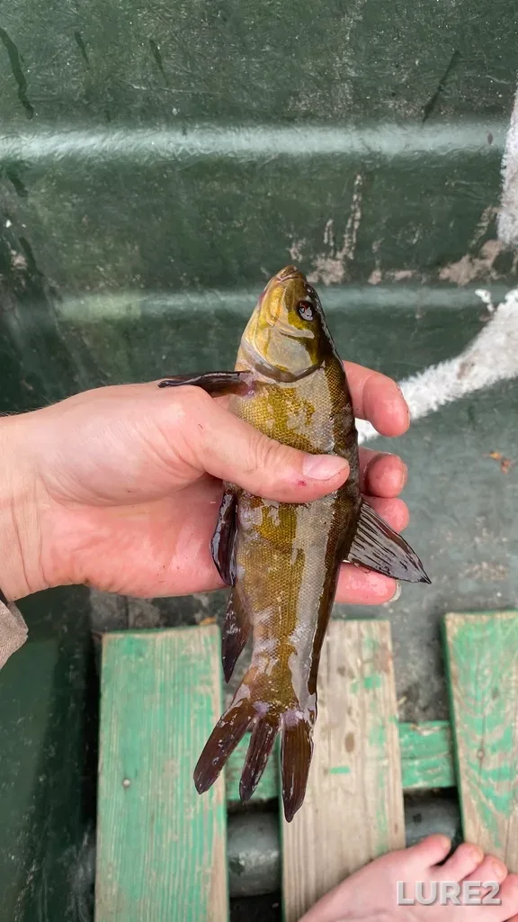 Tench — Seryozha, Jun 28, 2021, 5:43 PM