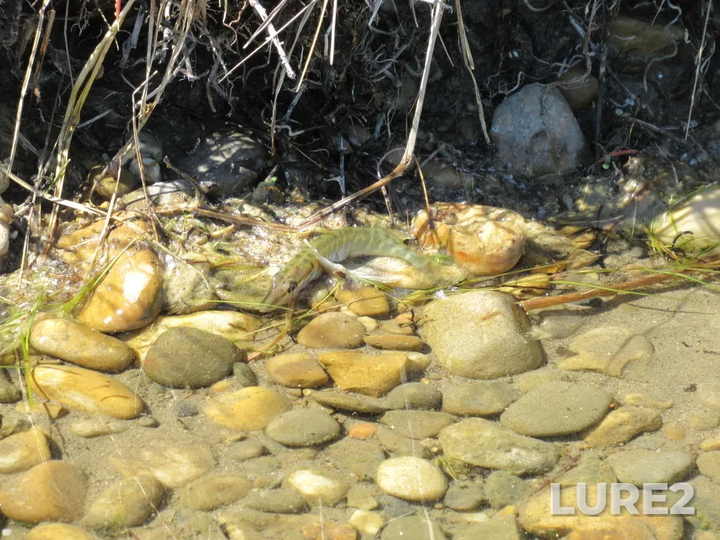 Pike — Mackenzie Ponds, Jun 27, 2021, 3:49 PM
