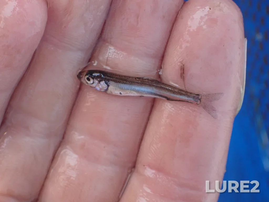 Rainbow smelt — Gaspereau Lake, Jun 29, 2021, 10:24 AM