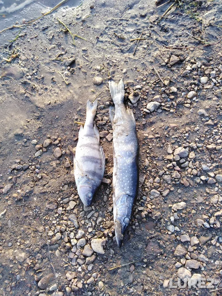 Pike — Ufa, Oct 30, 2020, 4:48 PM