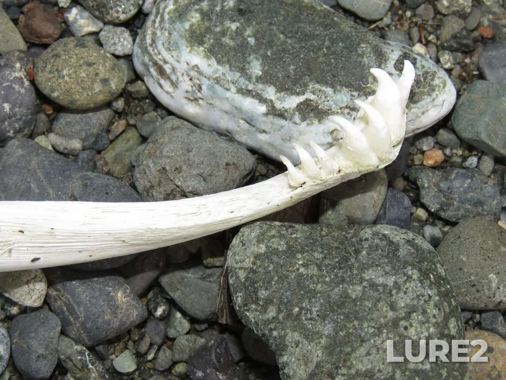 Chum salmon — Stamp River, Apr 27, 2021, 11:55 AM