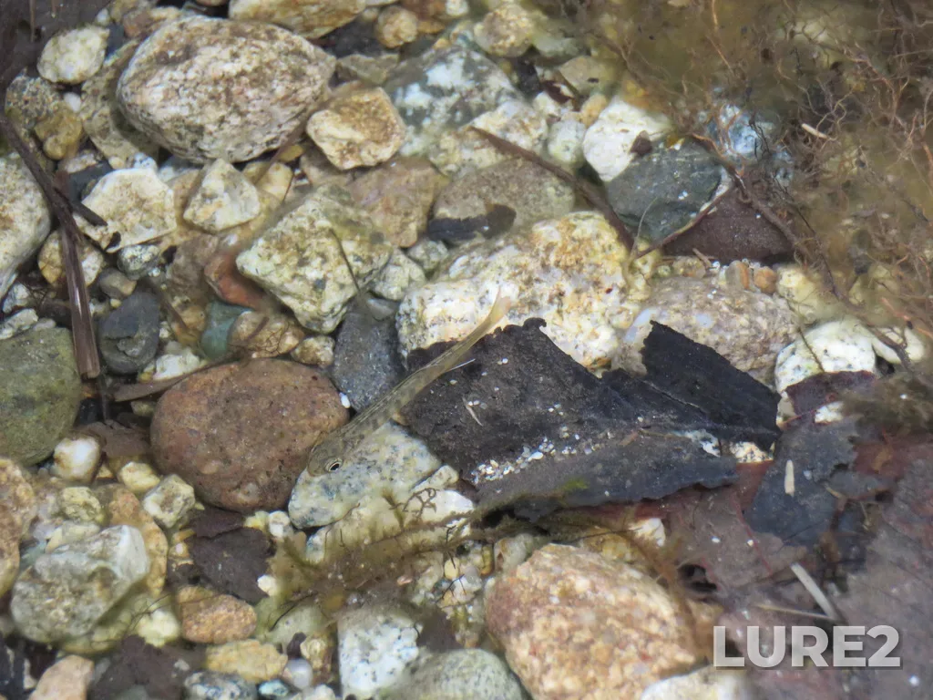 Coho salmon — Kennedy Lake, Apr 29, 2021, 2:24 PM