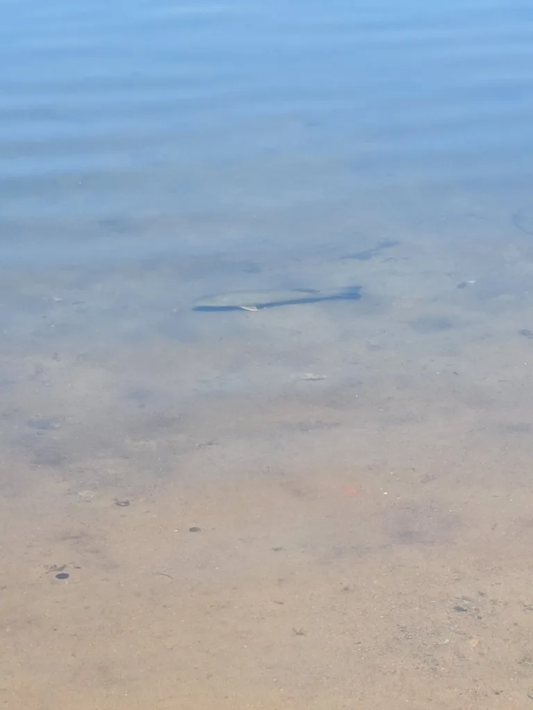 Smallmouth bass — Little Basswood Lake, Jul 3, 2021