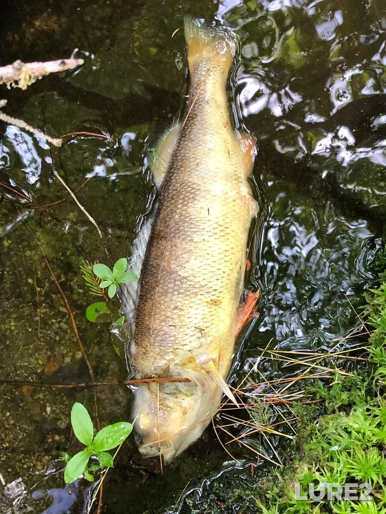 Yellow perch — Lac Carillon, Jul 03, 2021, 1:55 PM