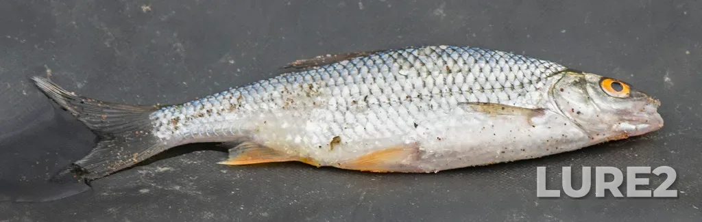 Roach — Malkovka, Jul 02, 2021, 2:19 PM