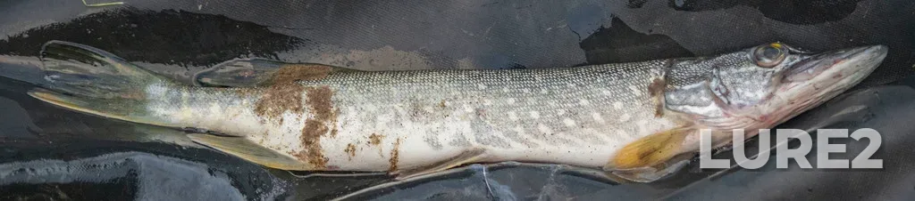 Pike — Malkovka, Jul 02, 2021, 8:19 PM