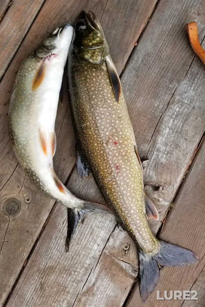 Lake trout — Lac Joinville, Jul 01, 2021, 9:32 AM