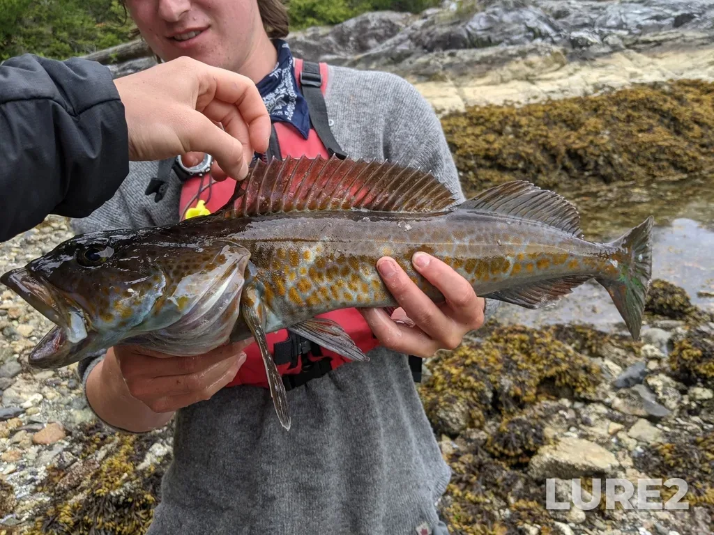 Lingcod — Fidalgo Passage, Jun 30, 2021, 2:30 PM