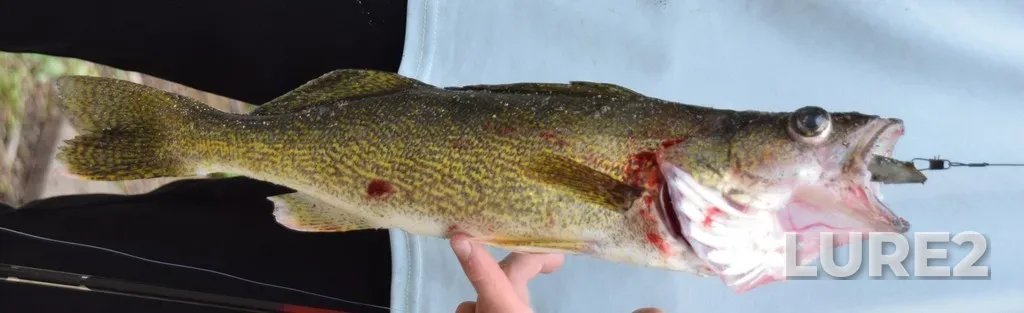Walleye — Lac Roger, Jul 02, 2021, 5:04 PM