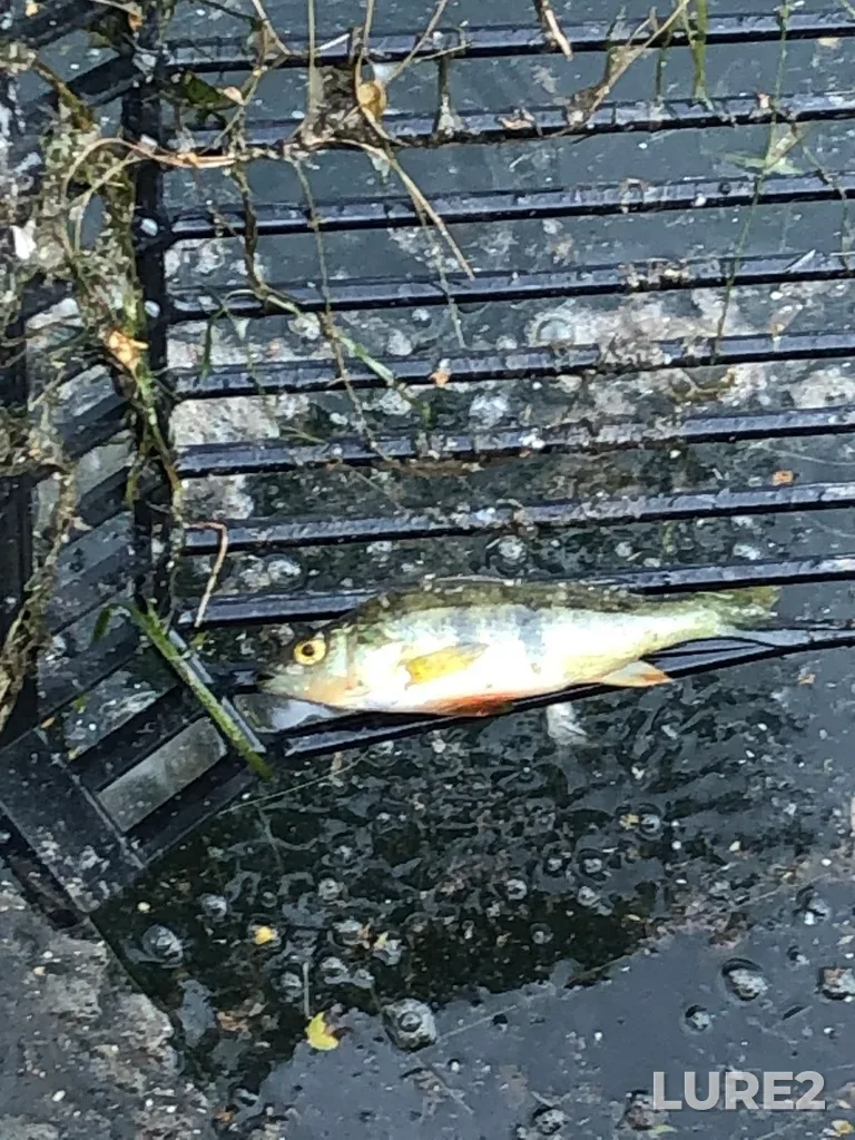 Yellow perch — Lachine Canal, Jul 07, 2021, 4:39 PM