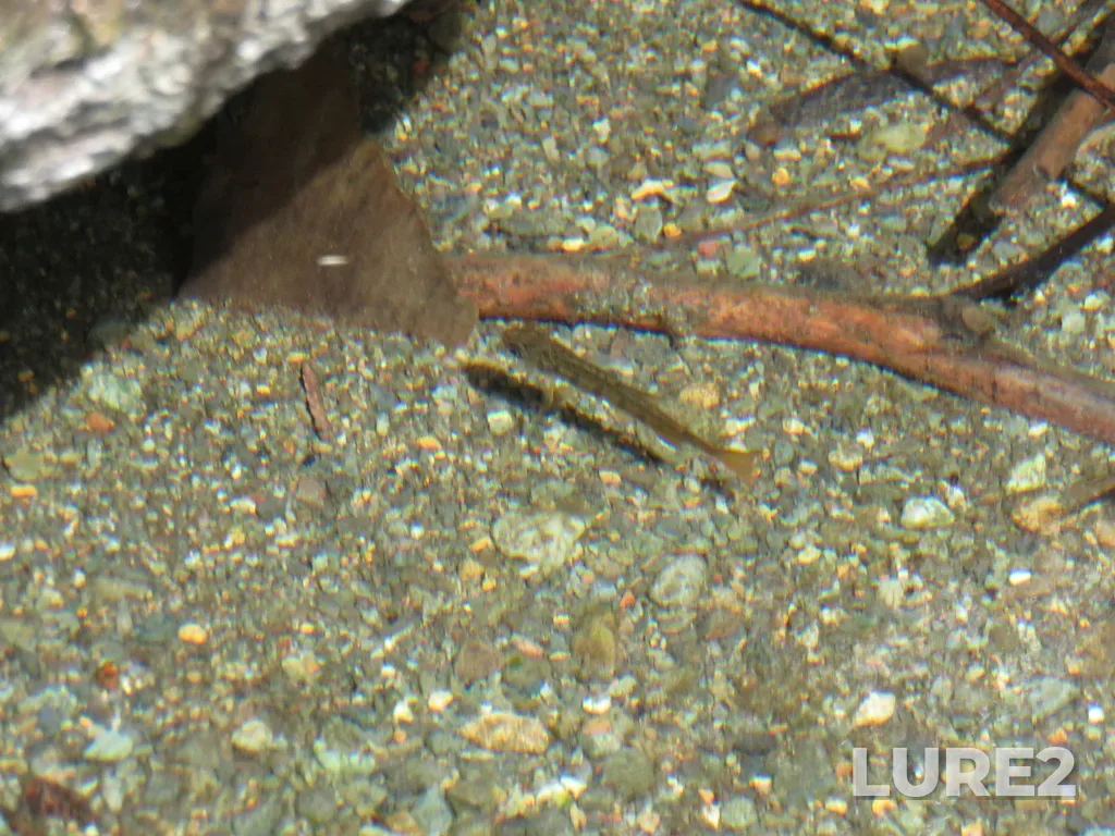 Coho salmon — Rosewall Creek, May 07, 2021, 11:49 AM