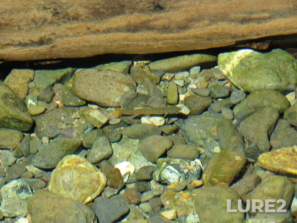 Coho salmon — Rosewall Creek, May 07, 2021, 1:35 PM
