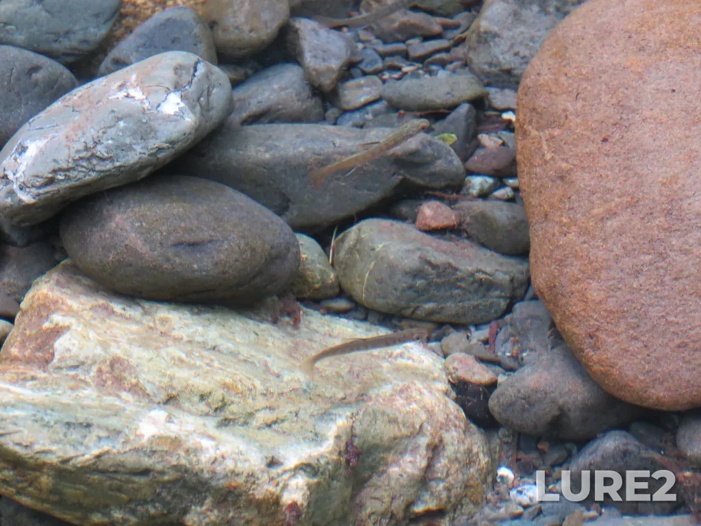 Coho salmon — Rosewall Creek, May 07, 2021, 2:28 PM