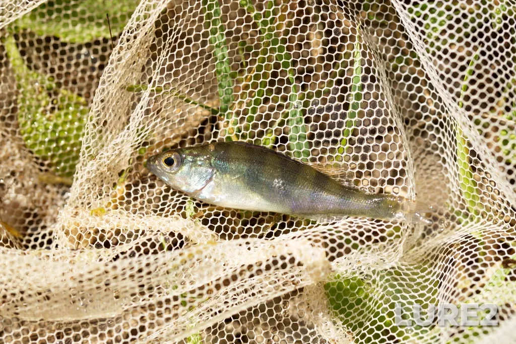 Perch — Kanal, Jul 11, 2021, 11:45 AM