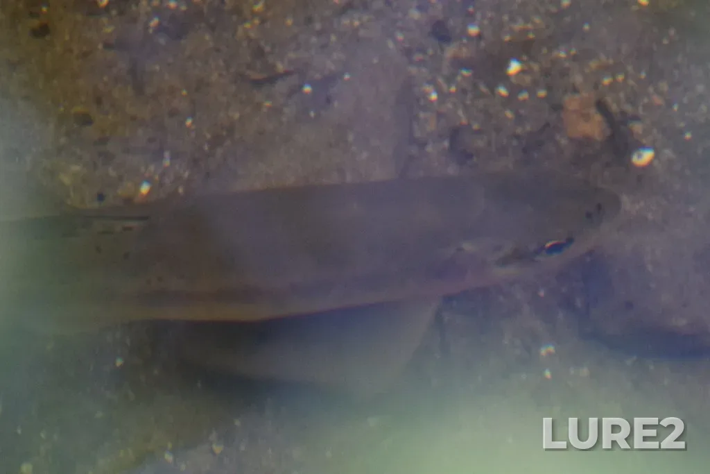Rainbow trout — Hidden Lake, Jul 13, 2021, 1:18 PM