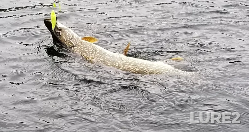 Pike — Lac en Coeur, Jul 11, 2021, 6:53 PM