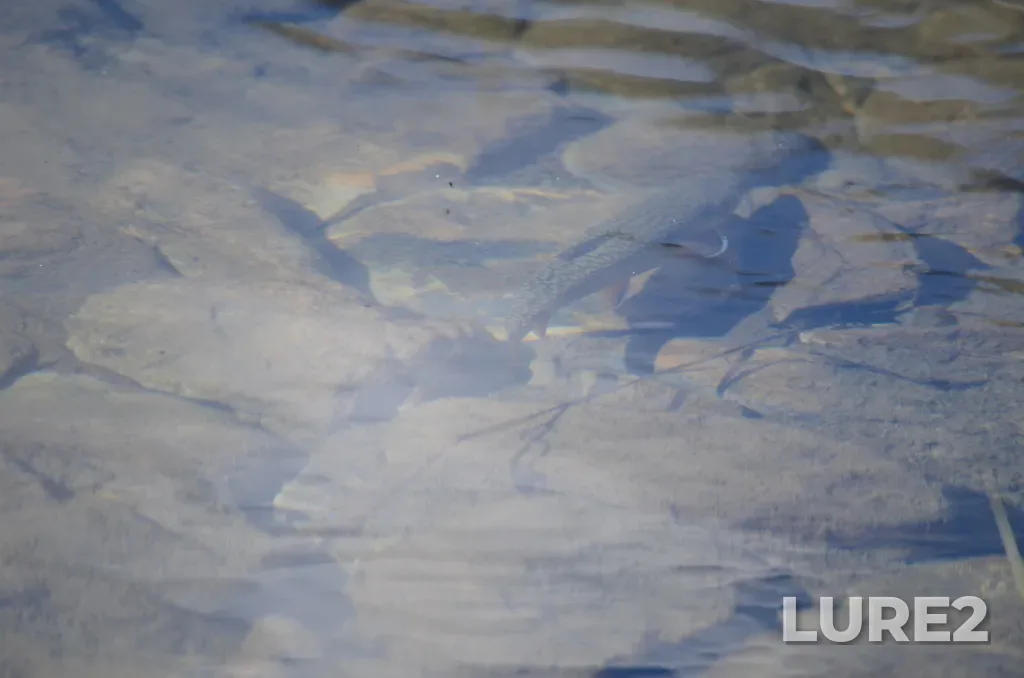 Brook trout — Bow River, Jul 10, 2021, 5:47 PM