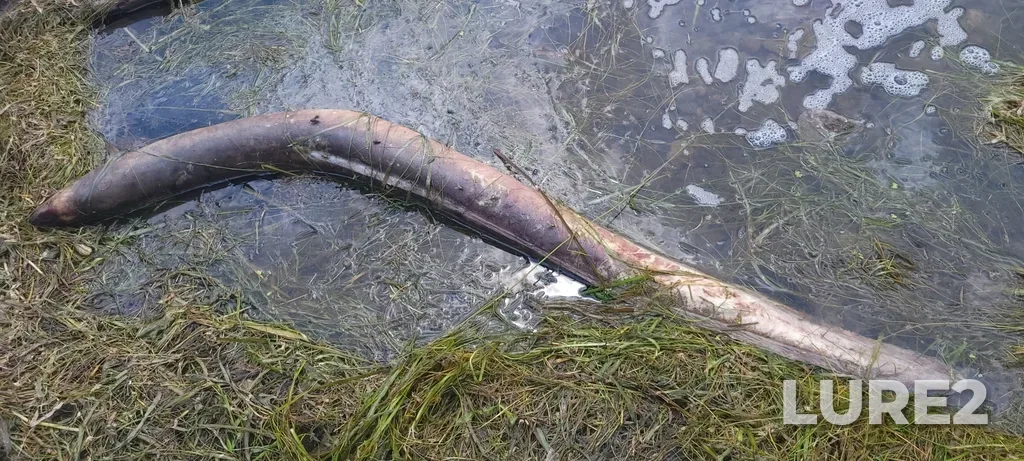 European eel — Lake Saint-Louis, Jul 16, 2021, 1:08 PM