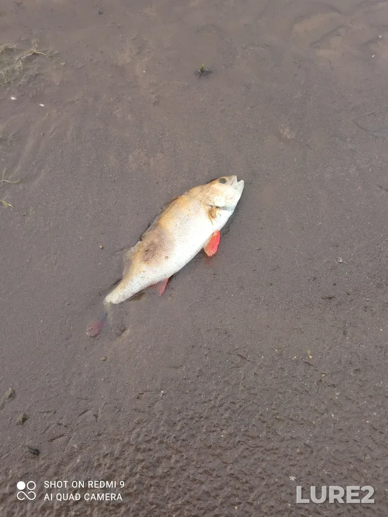 Perch — Kama, Jul 17, 2021, 4:55 AM
