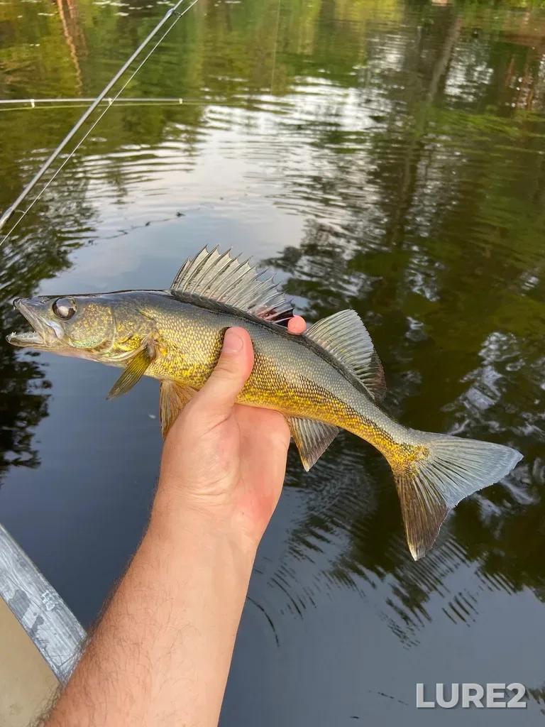 Walleye — Naiscoot Lake, Jul 17, 2021, 7:45 PM
