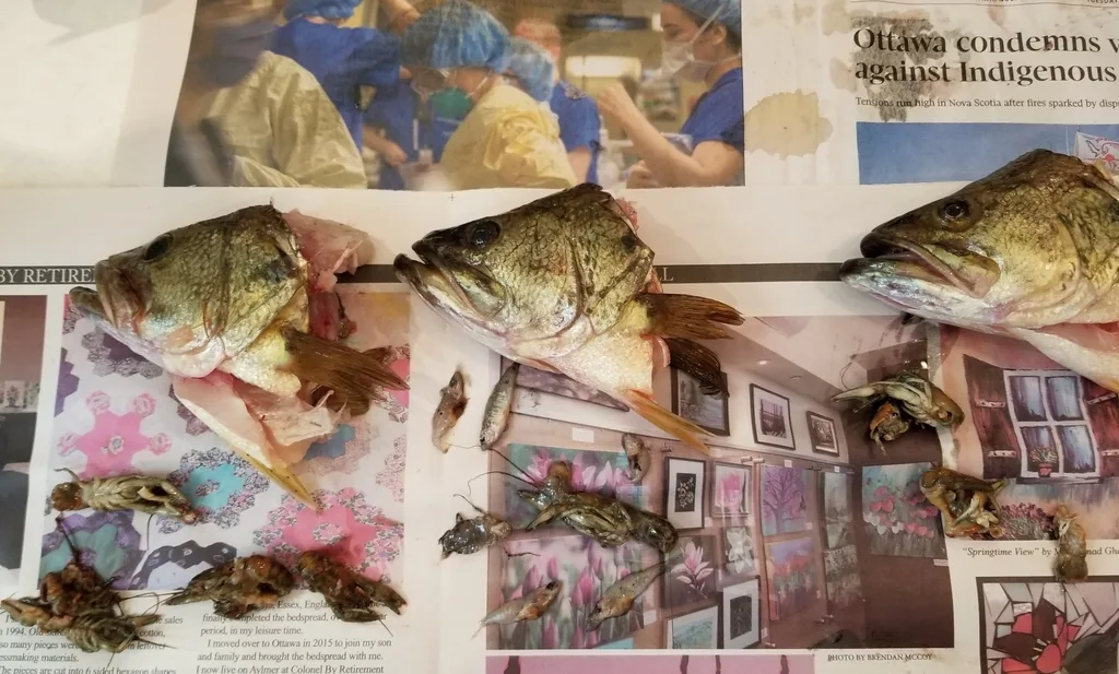 Largemouth bass — Lac en Coeur, Jul 16, 2021