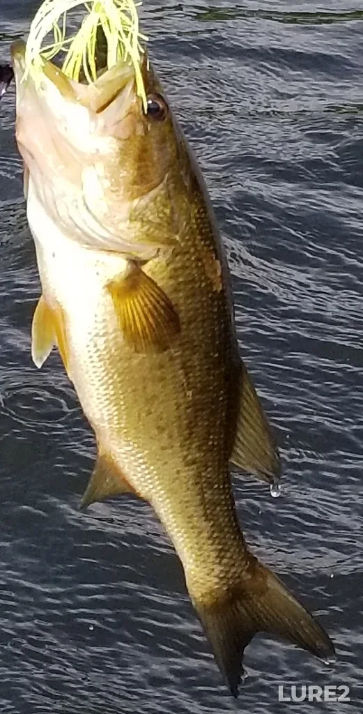 Largemouth bass — Rivière d'Inlet, Jul 16, 2021, 3:56 PM